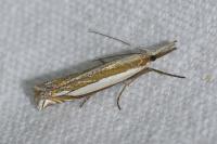 Crambus pascuella