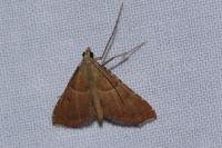 Endotricha flammealis