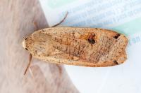 Noctua pronuba