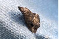 Schrankia costaestrigalis