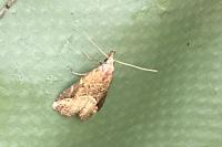 Schrankia costaestrigalis