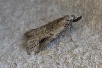 Schrankia costaestrigalis