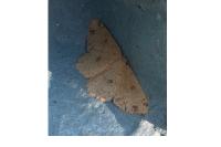 Cyclophora porata