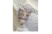 Cymatophorina diluta