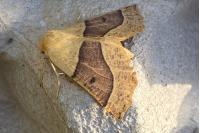 Crocallis elinguaria