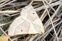 Crocallis elinguaria