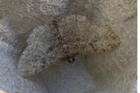 Peribatodes rhomboidaria