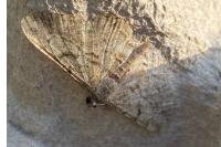 Peribatodes rhomboidaria