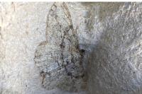 Peribatodes rhomboidaria