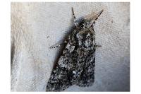 Acronicta rumicis