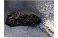 Thalpophila matura