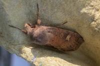 Xestia xanthographa