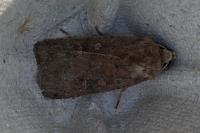 Xestia xanthographa