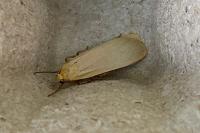 Katha depressa