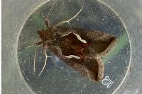 Macdunnoughia confusa