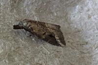 Schrankia costaestrigalis