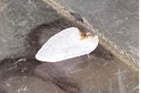 Cilix hispanica