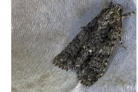 Acronicta rumicis
