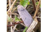 Xestia castanea