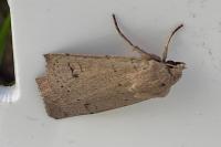 Xestia castanea