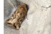 Luperina dumerilii