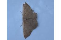 Cyclophora porata