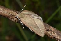 Compsoptera opacaria