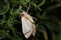 Compsoptera opacaria