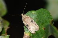 Agonopterix propinquella
