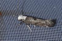 Paraswammerdamia albicapitella