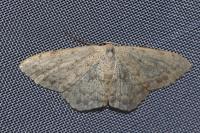 Scopula marginepunctata