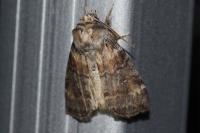 Cymatophorina diluta