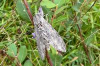 Agrius convolvuli