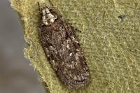 Depressaria douglasella