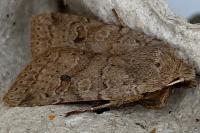 Propenistra laevis