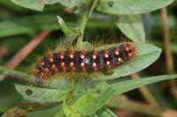 Acronicta auricoma