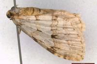 Epirrita autumnata