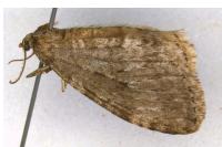 Epirrita dilutata