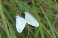 Leptidea sinapis