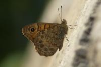 Lasiommata megera