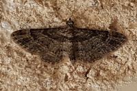Gymnoscelis rufifasciata
