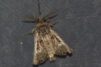 Tholera decimalis
