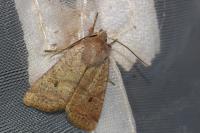 Propenistra laevis