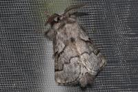 Trichiura crataegi