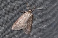 Pachycnemia hippocastanaria