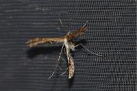 Oxyptilus distans