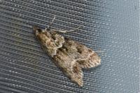 Eudonia mercurella