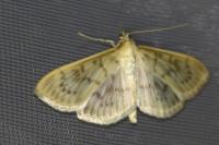 Patania ruralis