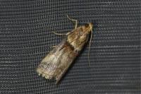 Acrobasis