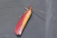 Oncocera semirubella